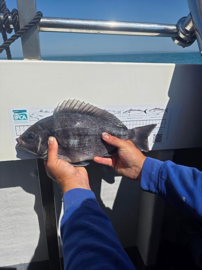 3 lb 2 oz Black Sea Bream by Unknown
