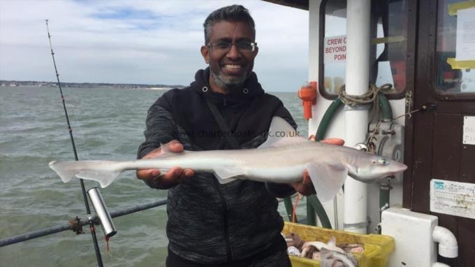 5 lb Starry Smooth-hound by Unknown