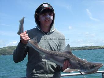 12 lb 6 oz Starry Smooth-hound by Unknown
