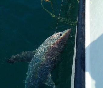 180 lb Porbeagle by Casey Alcock