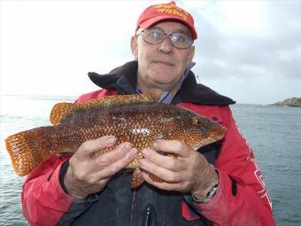 3 lb 10 oz Ballan Wrasse by Dodgey David Barton