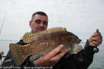 2 lb Ballan Wrasse by Andys mate :D