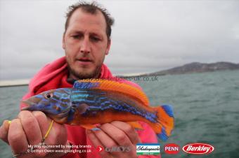 1 lb Cuckoo Wrasse by Mark