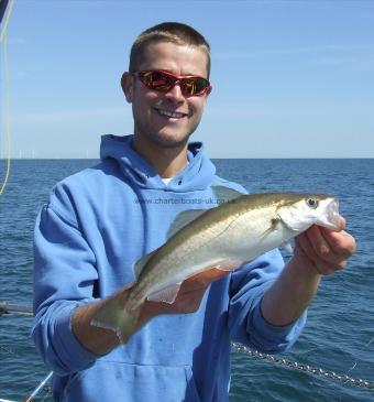 1 lb 8 oz Pollock by scott belbin