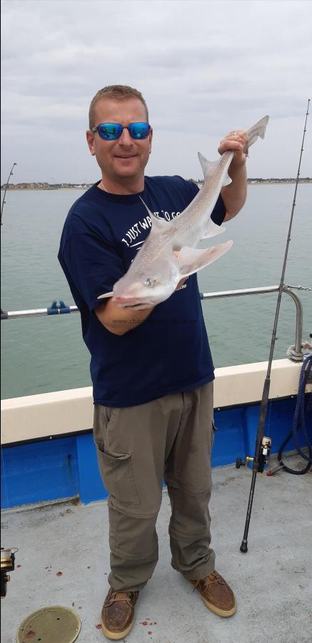 9 lb Starry Smooth-hound by Unknown