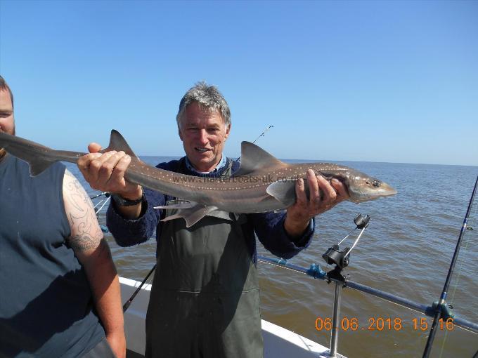 5 lb Starry Smooth-hound by Bernard