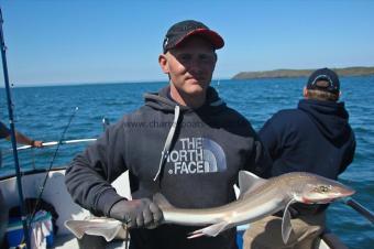8 lb Starry Smooth-hound by Steve