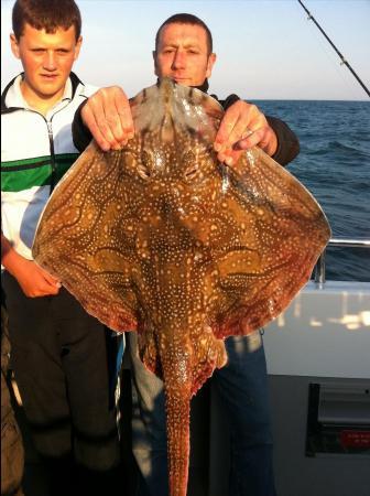 15 lb Undulate Ray by Vince