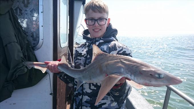 8 lb 6 oz Smooth-hound (Common) by Unknown
