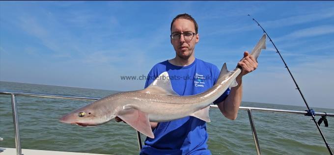 11 lb 2 oz Starry Smooth-hound by Rpb