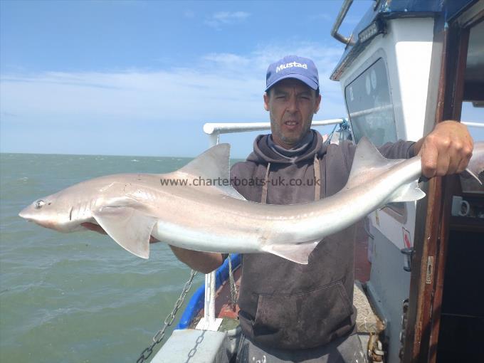 15 lb Smooth-hound (Common) by Paul