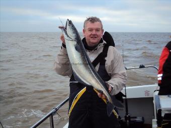 12 lb 8 oz Coalfish (Coley/Saithe) by The Skipper