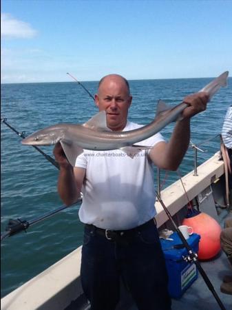 10 lb Smooth-hound (Common) by Unknown