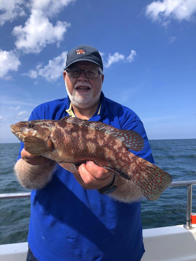 2 lb Ballan Wrasse by Ian Kellock