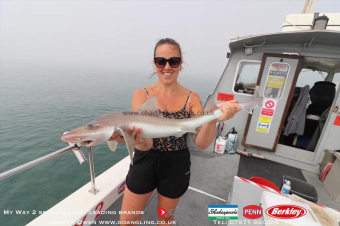 7 lb Starry Smooth-hound by Sdeff