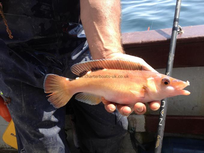 14 oz Cuckoo Wrasse by Unknown