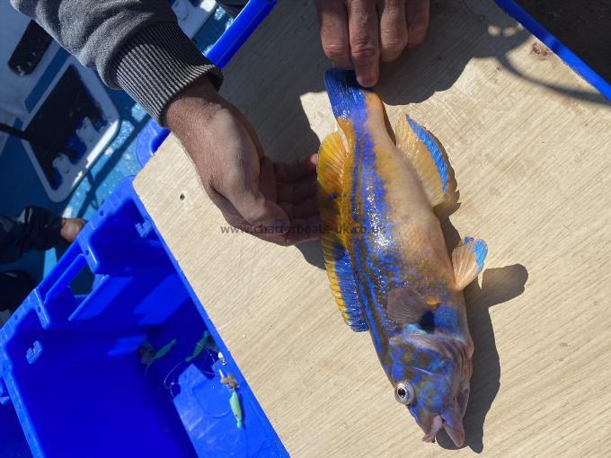 1 lb 7 oz Cuckoo Wrasse by Pete.