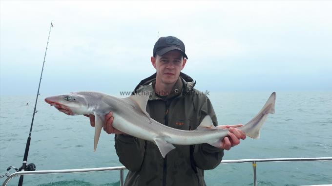 12 lb Starry Smooth-hound by Unknown