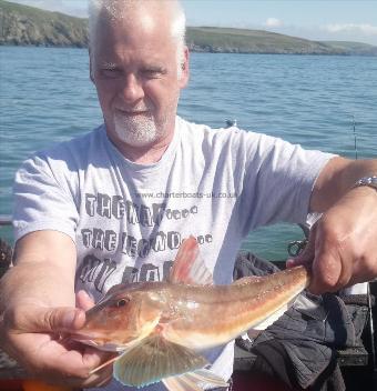 2 lb Tub Gurnard by alex