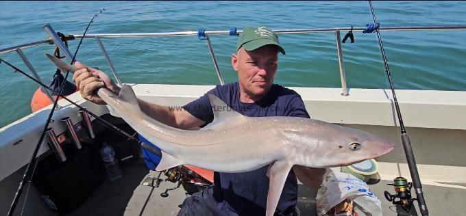 12 lb 14 oz Starry Smooth-hound by Alan