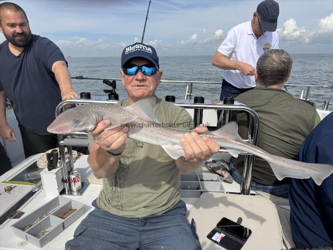 6 lb 8 oz Starry Smooth-hound by Stuart