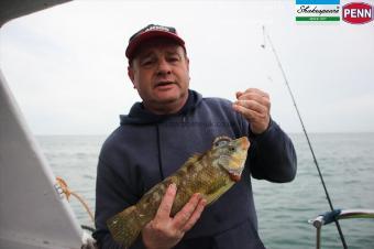 2 lb Ballan Wrasse by Batey