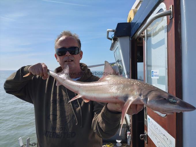 6 lb Smooth-hound (Common) by Michael button