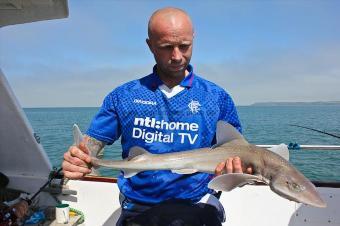 5 lb Starry Smooth-hound by Chris