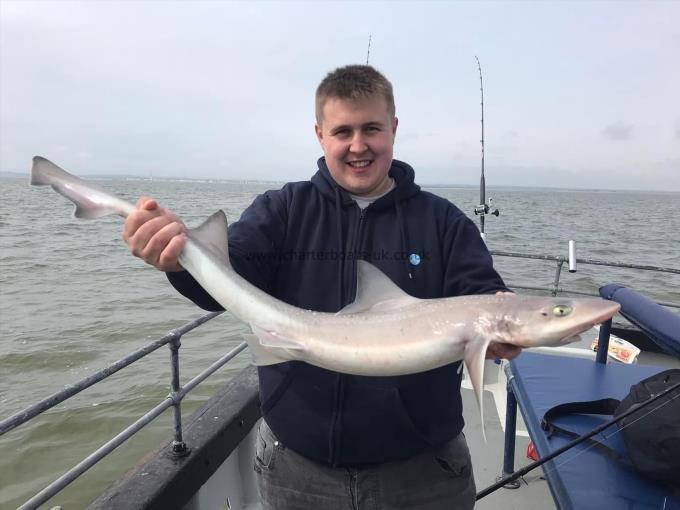 7 lb Smooth-hound (Common) by Unknown