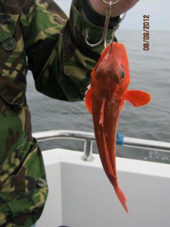 9 oz Red Gurnard by Unknown