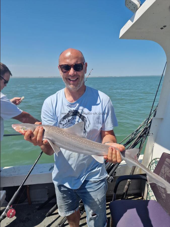 5 lb Starry Smooth-hound by Martin