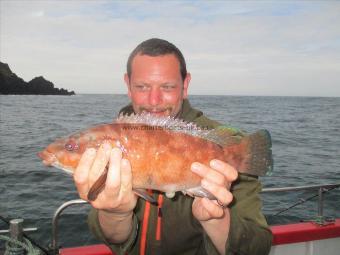 2 lb Ballan Wrasse by Unknown