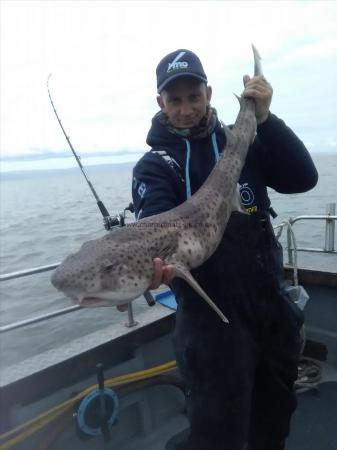 12 lb Bull Huss by Richard