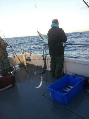 1 lb 4 oz Mackerel by mackerel on 10th OCT