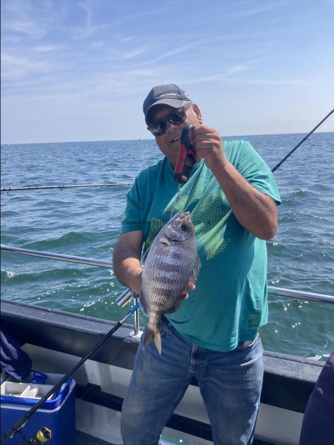 2 lb 4 oz Black Sea Bream by Unknown