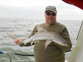 5 lb Starry Smooth-hound by Dave Mingay