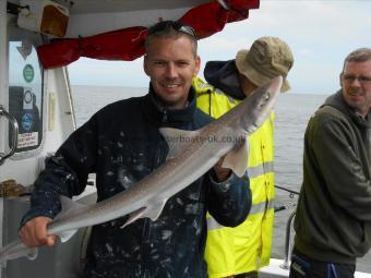 5 lb Starry Smooth-hound by SHAUN
