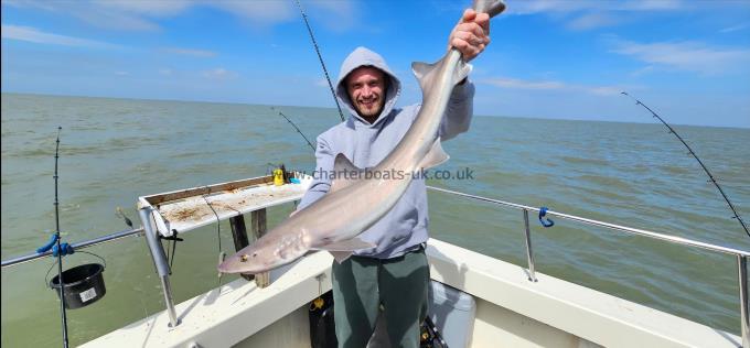 11 lb 6 oz Starry Smooth-hound by Ross