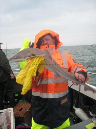 8 lb Smooth-hound (Common) by Anonymous Hove Deep Sea Angler