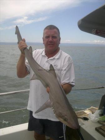 14 lb 12 oz Smooth-hound (Common) by gordon [ the pirate] smith