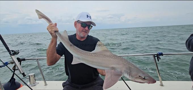 13 lb Starry Smooth-hound by Rupert