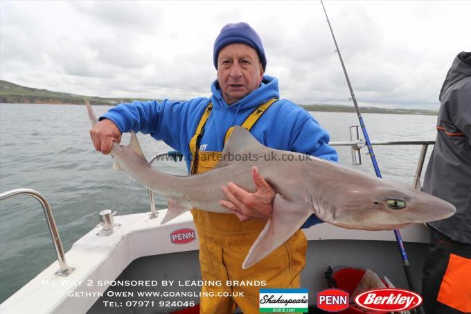 17 lb Starry Smooth-hound by Mickey