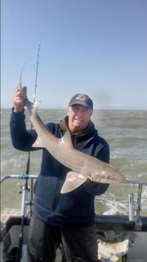2 oz Smooth-hound by Unknown