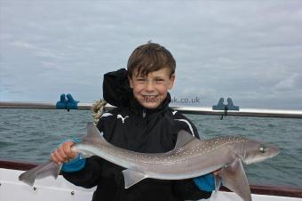 5 lb Starry Smooth-hound by Harry
