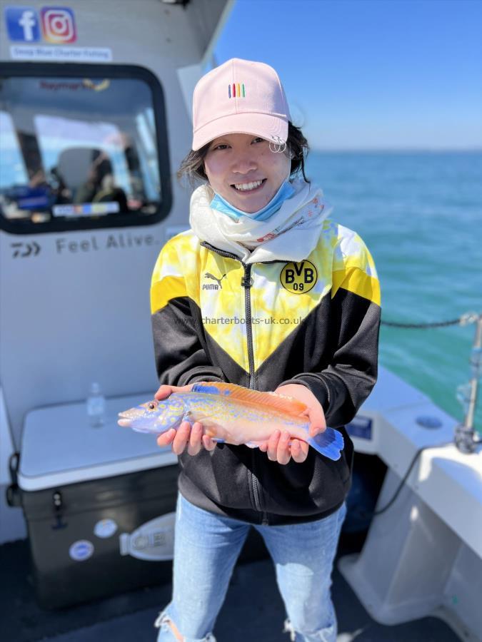 1 lb Cuckoo Wrasse by Unknown