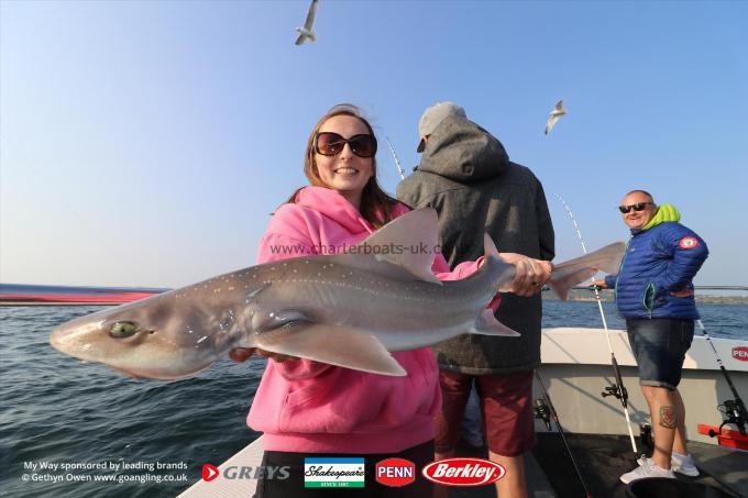 8 lb Starry Smooth-hound by Gwennan