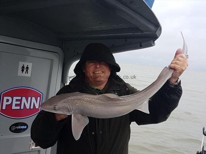 6 lb Starry Smooth-hound by Jim