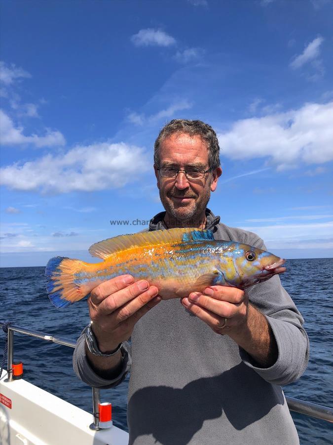 2 lb Cuckoo Wrasse by Nick Chandley