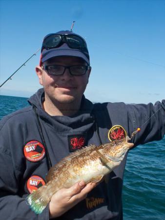 2 lb Ballan Wrasse by Bubs