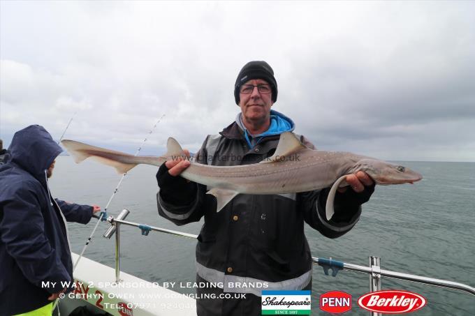 11 lb Starry Smooth-hound by Keith